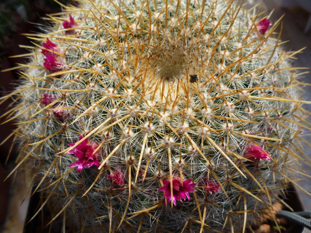 Mammillaria muehlenfortia